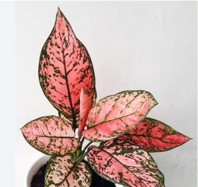 Ketika Doa Dijawab Tanpa Menunggu Lama