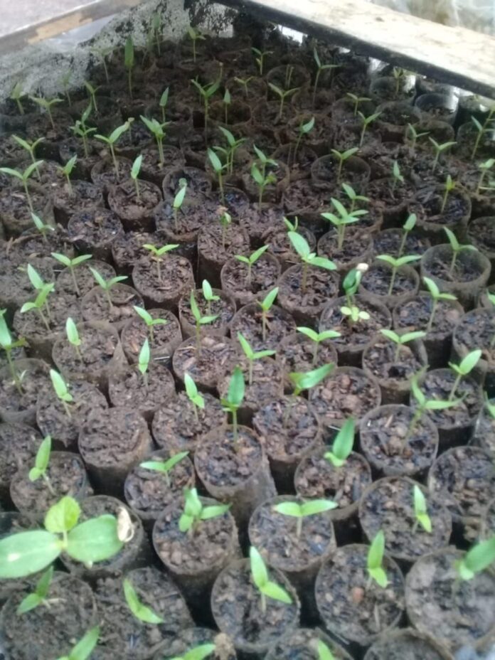 Ketahanan Pangan dari Rumah